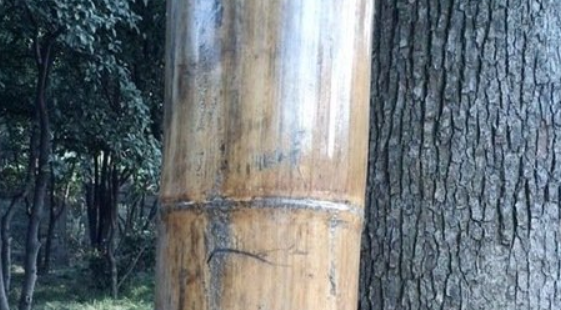 世界上最大的竹子：巨龙竹资料介绍