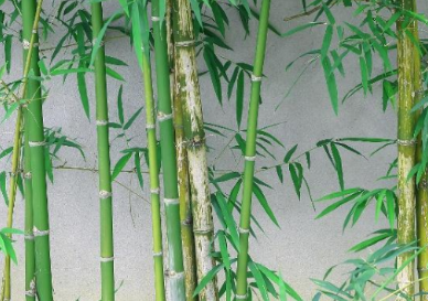 唐代吕太一所作的《咏院中丛竹》，讴歌竹子的高尚品格