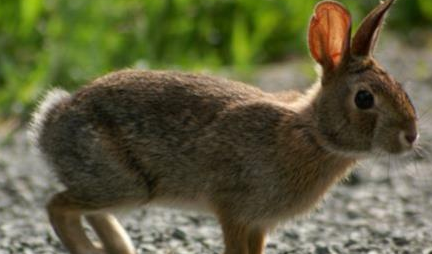 在自然界的生物中，新英格兰棉尾兔最喜欢怎样的栖息环境？