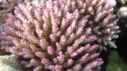 细枝鹿角珊瑚分布在哪些地区？它有着怎样的生活习性？