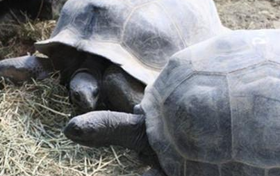 亚达伯拉象龟属于什么品种？都有哪些喂养的技巧呢？