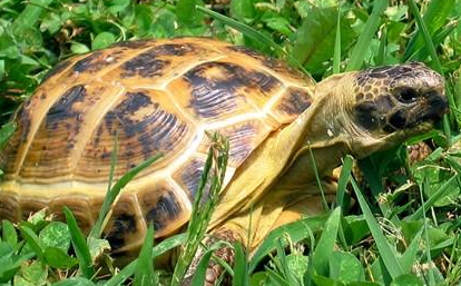 四爪陆龟属于什么品种？有哪些生活习性呢？