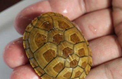 红面泥龟有哪些形态特征？一般都分布在哪里呢？