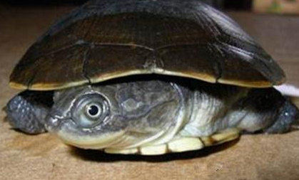 东非侧颈龟有哪些形态特征？一般都分布在哪里呢？
