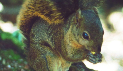 在自然界的生物中，山松鼠与日本松鼠有着怎样的区别？