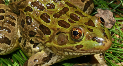 在自然界中，湿地峡谷豹蛙的跳跃能力如何被加强了？
