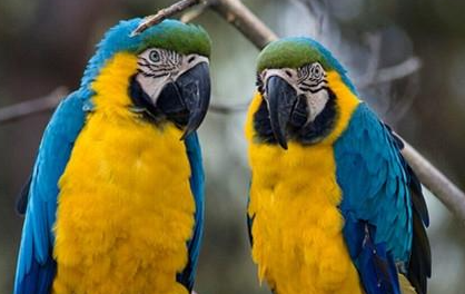 蓝黄金刚鹦鹉有哪些形态特征？一般都分布在哪里呢？