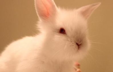 喜马拉雅兔有哪些生活习性呢？需要怎样的饲养环境？