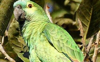 蓝顶亚马逊鹦鹉属于什么品种？有哪些喂食的要点呢？