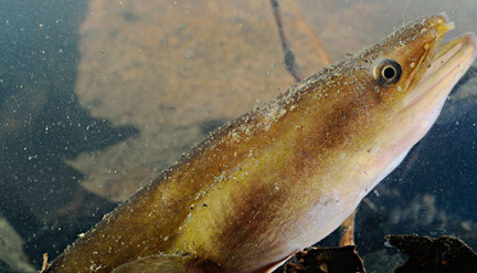 欧洲鳗鲡分布在哪些地区？它有怎样的生活习性与特征？