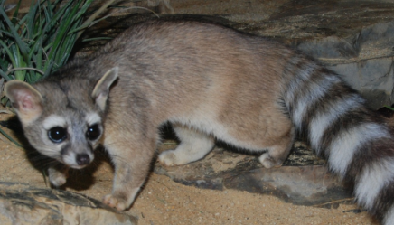 在自然界的生物中，为何说蓬尾浣熊最有特点的是尾巴？