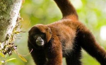 在世界自然保护联盟中，绒毛蛛猴为何被列入濒危等级？