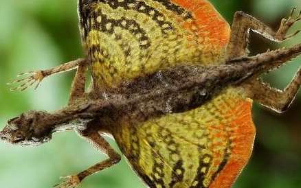 在世界自然保护联盟中，斑飞蜥为何被列入近危等级？