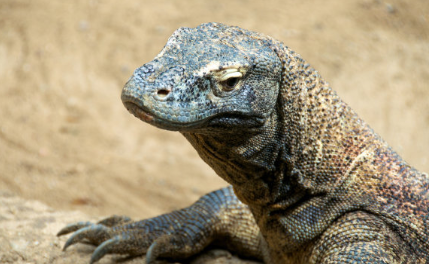 世界上最毒的蜥蜴——科莫多拉巨蜥