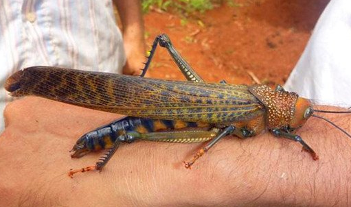 世界上最大的蝗虫：巨型蝗虫体长1.2米