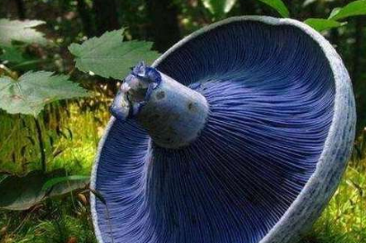 世界上最漂亮的毒蘑菇，你知道几种呢？