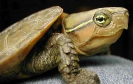 鹰嘴龟有哪些形态特征？一般都分布在哪里呢？