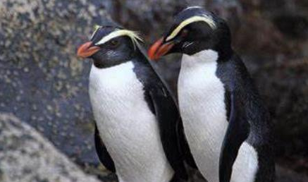 峡湾企鹅分布在哪些地区？它有怎样的生活习性与特征？