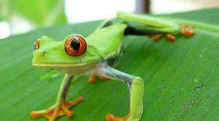 在自然界的生物中，赫氏叶蛙最喜欢在怎样的环境中生活？