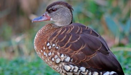 在自然界的生物中，细斑树鸭有哪些生活习性与繁殖方式？