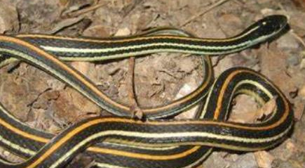在自然界的生物中，西部带蛇和其他丝带蛇有什么不同？
