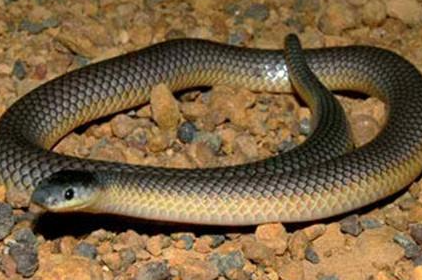 澳洲金刚蛇属于什么品种？都有哪些喂养的技巧呢？