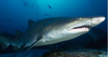 在自然界中，沙虎鲨有着其他鲨鱼不具备的哪两大特别之处？