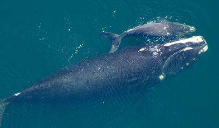 在自然界的生物中，北大西洋露脊鲸有怎样的繁殖方式？