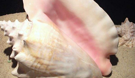 在自然界的生物中，女王凤凰螺最喜欢在怎样的环境中生活？