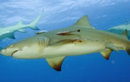 在自然界中，为何说柠檬鲨是海钓者最头疼的动物之一？