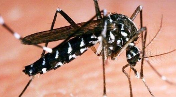 世界上最大的蚊子——金腹巨蚊