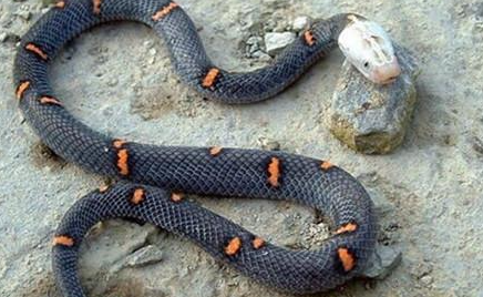 喜玛拉雅白头蛇属于什么品种？有哪些生活习性呢？