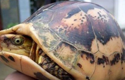 黄额闭壳龟属于什么品种？有哪些生活习性呢？