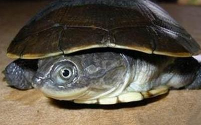 沼泽侧颈龟属于什么品种？有哪些生活习性呢？