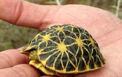几何陆龟属于什么品种？都有哪些喂养的技巧呢？