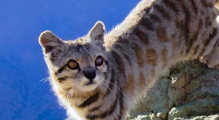在自然界的生物中，山原猫的生活环境究竟是怎样的？