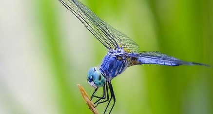 在自然界的生物中，蜻蜓有着怎样的形态飞行性能？