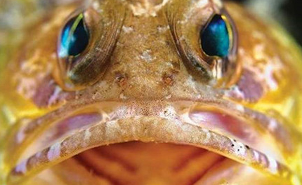 在自然界的生物中，后颌鱼有哪些生活习性与繁殖方式？
