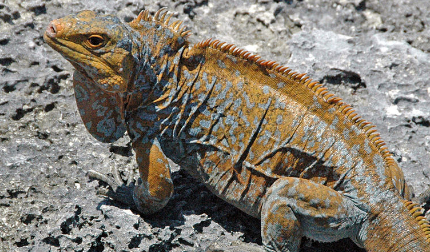 在自然界的生物中，圣埃斯特万岛叩壁蜥如何采取自保手段？
