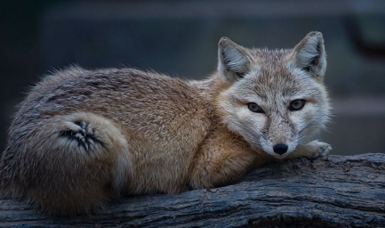 在自然界的生物中，沙狐有着怎样非常独特的狩猎方式？