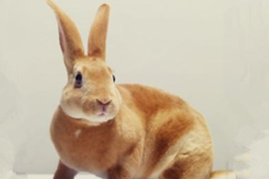 太行山兔有哪些形态特征？一般都分布在哪里呢？