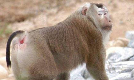 在自然界中，北方豚尾猕猴有怎样的生活习性与特征？