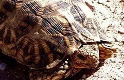 在世界自然保护联盟中，星丛龟为何会处于濒危等级？