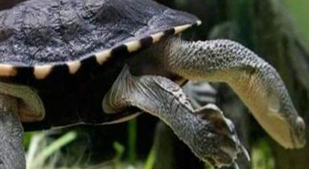 在世界上的动植物当中，罗地岛蛇颈龟生存在怎样的环境？