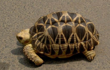 在世界上的动植物当中，缅甸星龟喜欢吃怎样的食物？