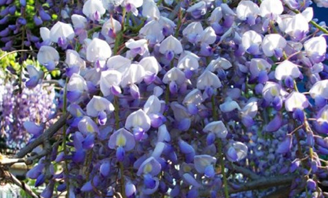多花紫藤有哪些习性？都有哪些栽培技巧呢？