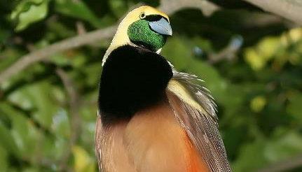 在自然界的生物中，新几内亚极乐鸟的修长冠毛有哪些作用？