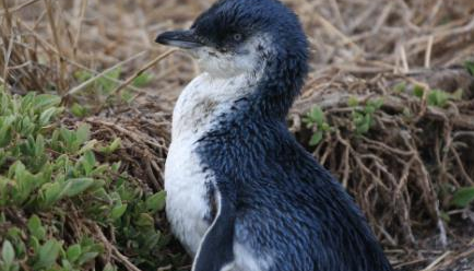 小蓝企鹅：世界上目前唯一一种拥有蓝色羽毛的企鹅