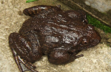 石蛙有哪些形态特征？一般都分布在哪里呢？