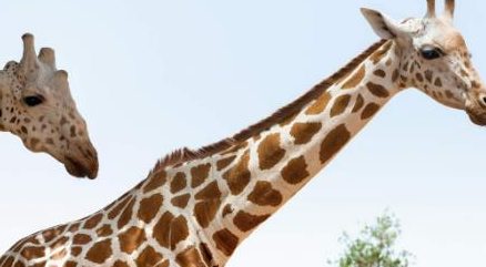 在自然界的生物中，西非长颈鹿具有其他长颈鹿的哪些特征？
